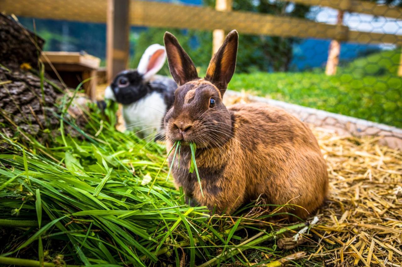Apartmán Bio Bauernhof Oberbenk Wagrain Exteriér fotografie